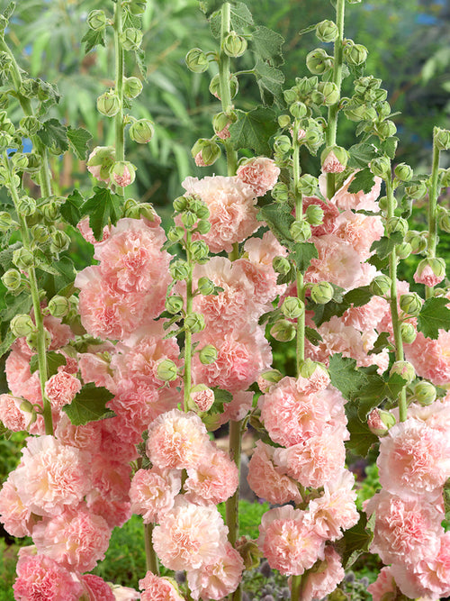 Alcea Peaches and Dreams (Stockrosen)