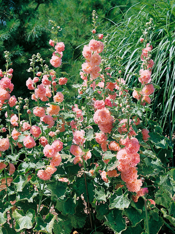 Alcea Peaches and Dreams (Stockrosen) Stauden