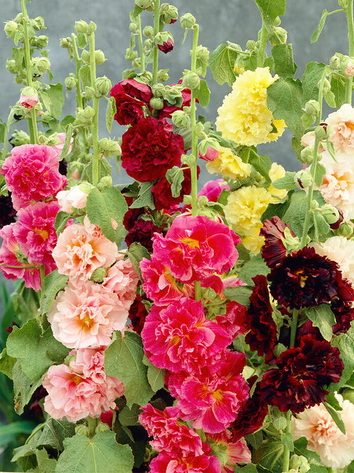 Stockrose Alcea Rosea Chaters doppelt gemischt