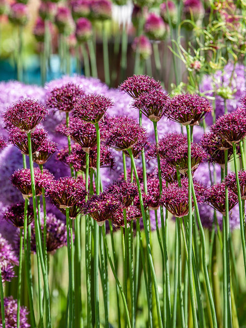 Allium Atropurpureum (Zierlauch)