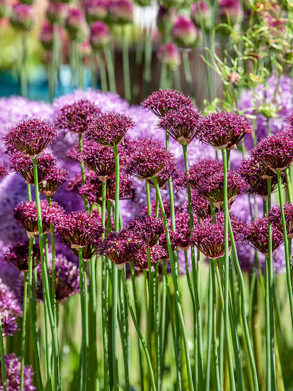 Allium Atropurpureum (Zierlauch)