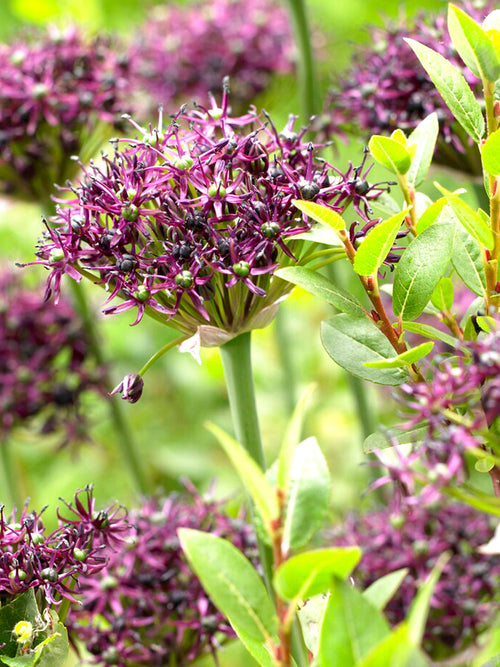 Kaufen Allium Atropurpureum (Zierlauch)