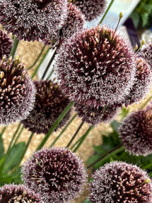Allium Forelock (Zierlauch)