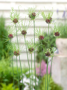 Allium Hair (Zierlauch)