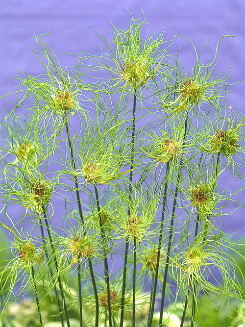 Allium Hair (Zierlauch)