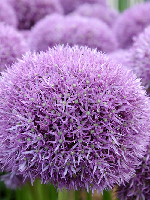 Allium Pinball Wizard Blumenzwiebeln