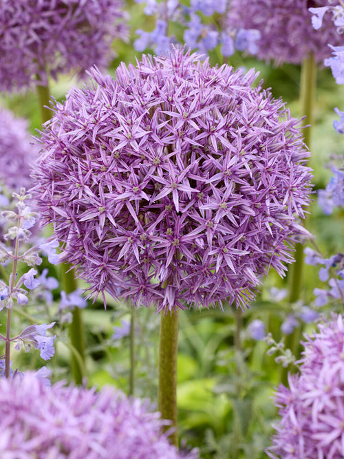 Kaufen Sie Allium Pinball Wizard Blumenzwiebeln