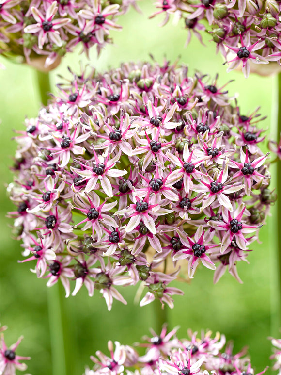 Allium Starlight Blumenzwiebeln