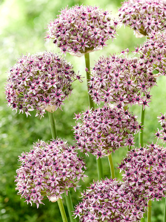 Allium Starlight Blumenzwiebeln bestellen