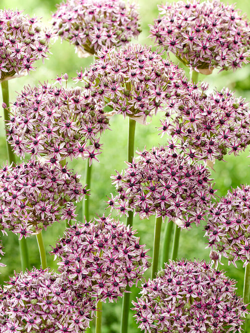 Allium Starlight Blumenzwiebeln kaufen