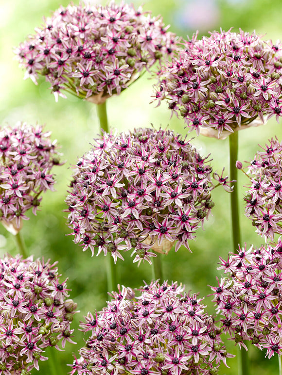 Allium Starlight Zierlauch zwiebeln kaufen