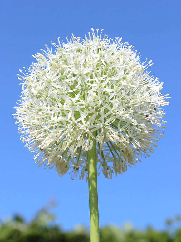 Kaufen Sie Allium White Giant Blumenzwiebeln