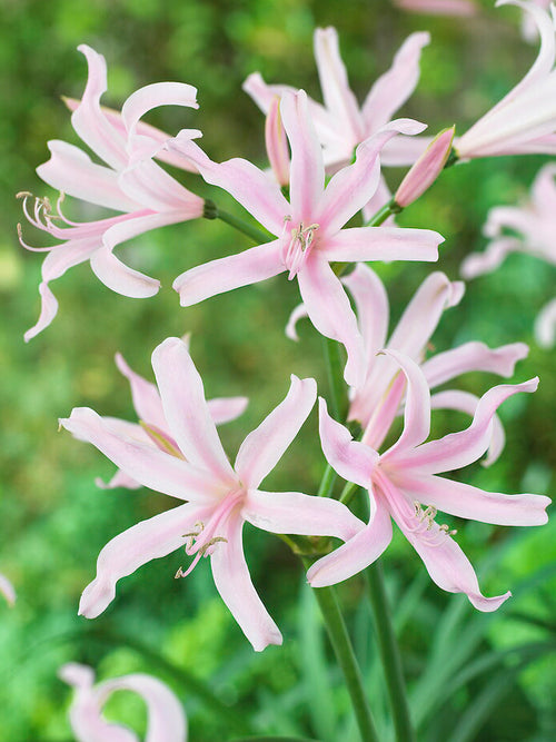 Kaufen Amarine Belladiva Emanuelle