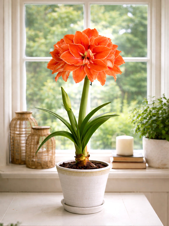 Doppelblühende Amaryllis Minerva im Topf