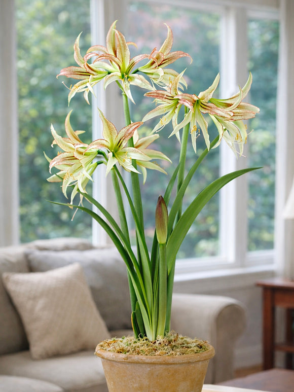 Amaryllis Emerald mit grünlich-weißen Blüten