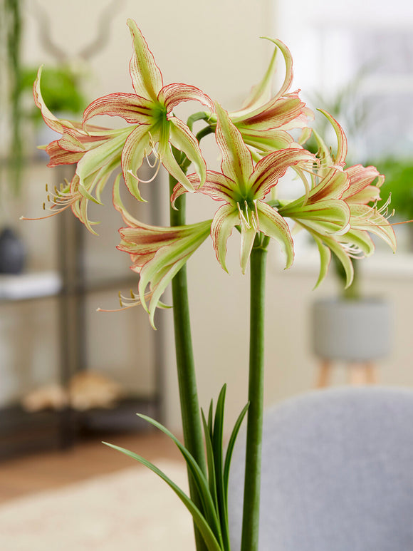 Spinnen-Amaryllis Emerald mit schmalen Blütenblättern