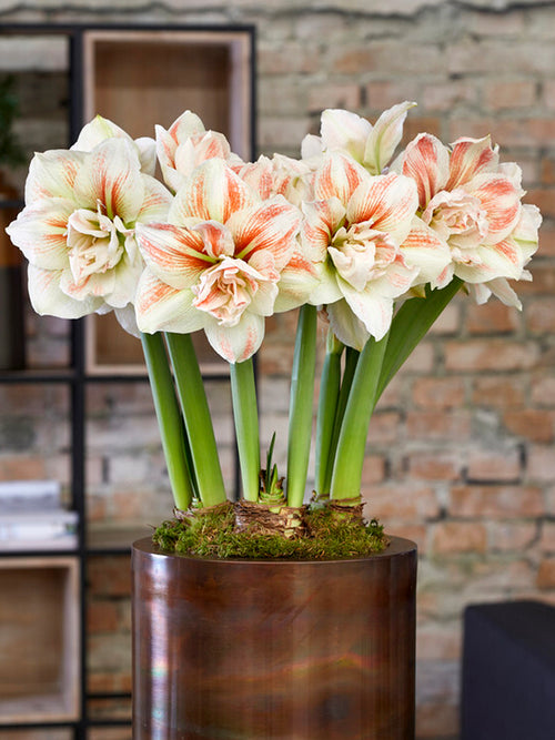 Gefüllte Amaryllis Nymphe