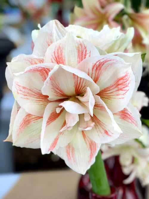 Gefüllte Amaryllis Nymphe