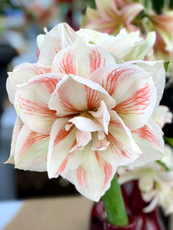Gefüllte Amaryllis Nymphe