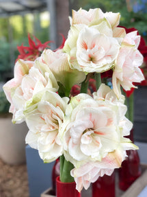 Gefüllte Amaryllis Nymphe