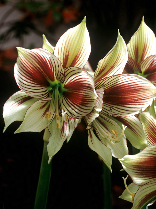 Detailaufnahme der Amaryllis Papilio mit markanter Aderung