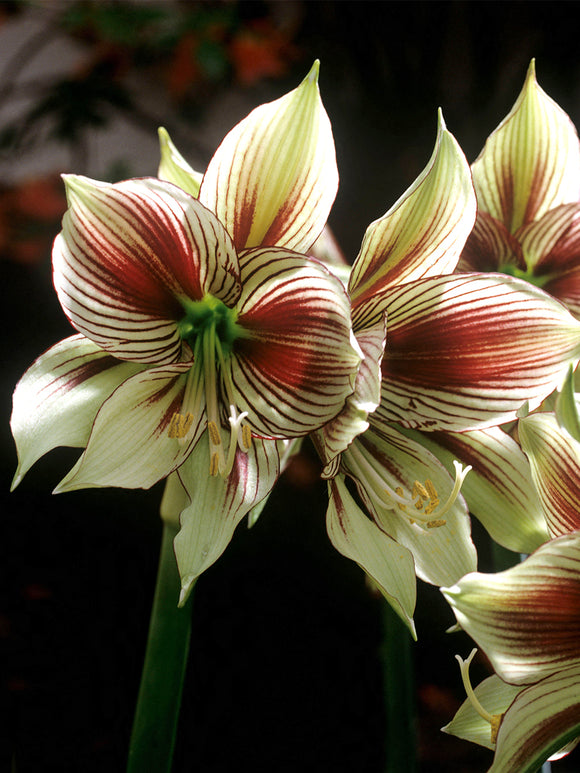 Detailaufnahme der Amaryllis Papilio mit markanter Aderung