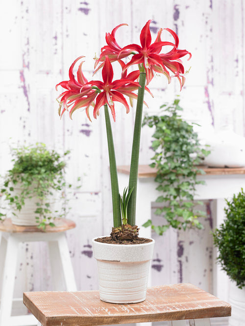 Amaryllis Quito mit sternförmigen roten Blüten