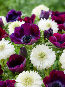 Anemone Bordeaux At a Glance Kollektion