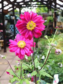 Herbst-Anemone Bressingham Glow