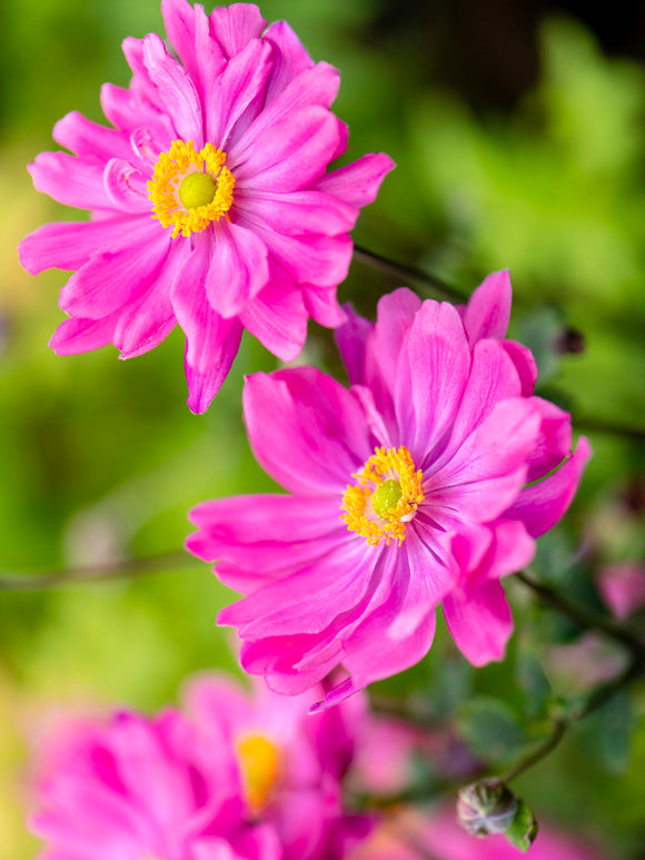 Herbst-Anemone Bressingham Glow