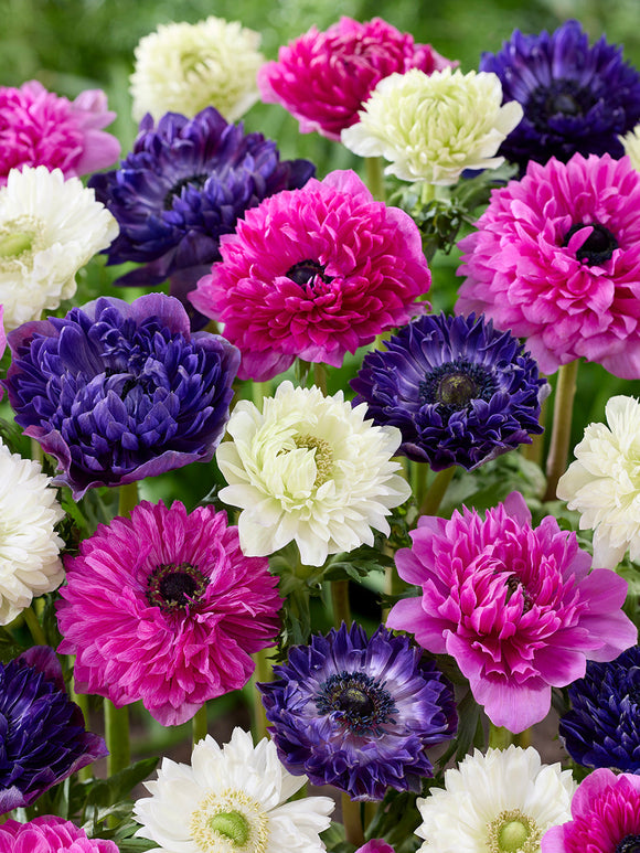 Anemone Crush On You Kollektion