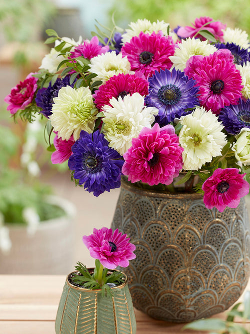 Kaufen Sie Anemone Crush On You Kollektion, Versand nach Deutschland im Herbst