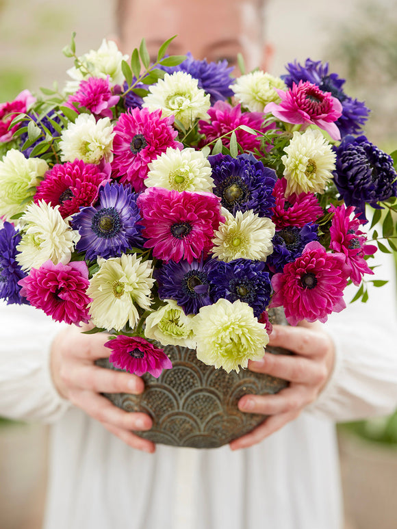 Kaufen Sie Anemone Crush On You Kollektion, Pflanzung im Herbst