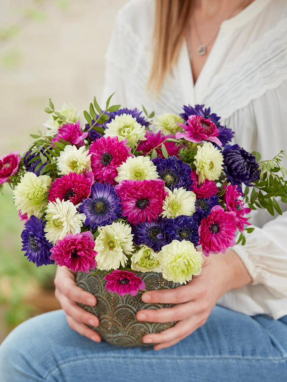 Kaufen Anemone Crush On You Kollektion