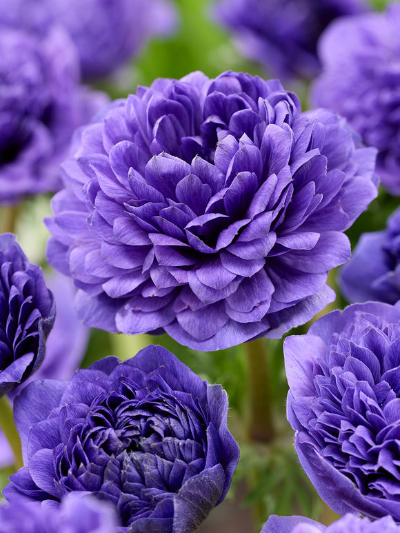 Kaufen Anemone Fullstar Blau