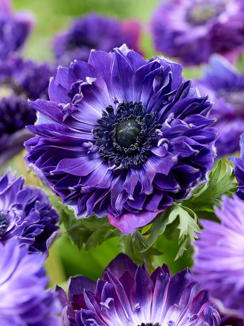 Anemonen - Blumenzwiebeln Fullstar Blau