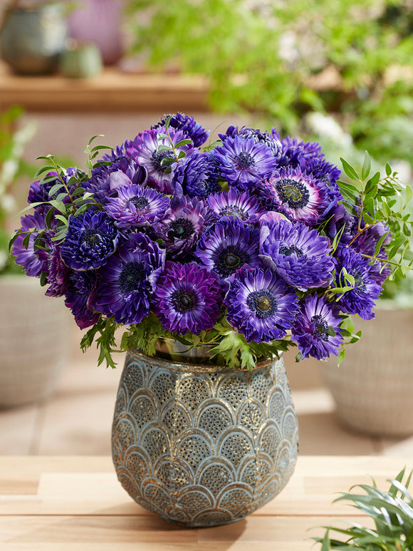 Anemone Zwiebeln Fullstar Blau