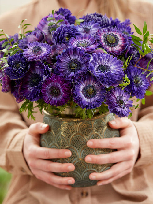 Anemone Fullstar Blau