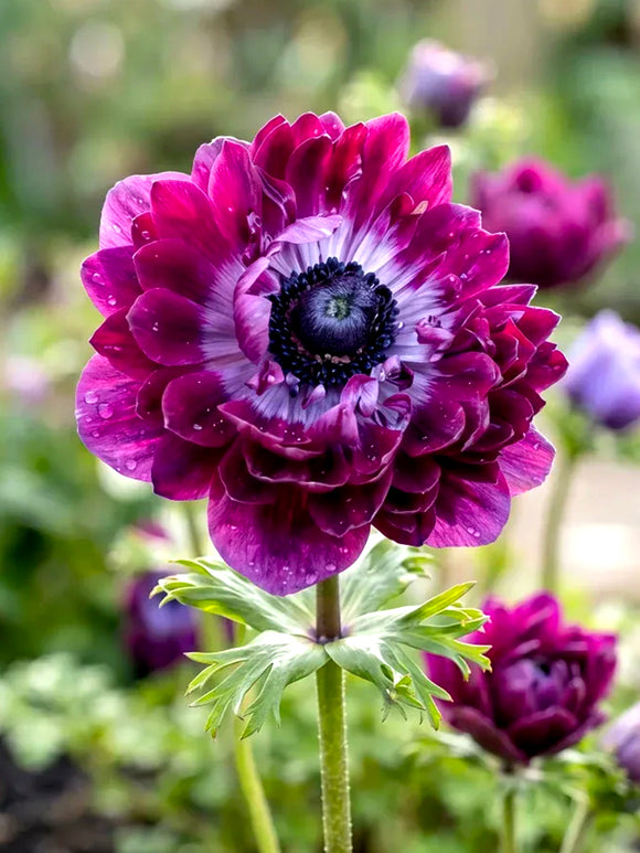 Kaufen Sie Anemone Fullstar Bordeaux Blumenzwiebeln