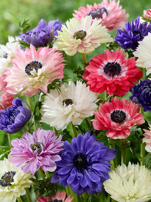 Anemone Fullstar Mischung kaufen anemone zwiebeln