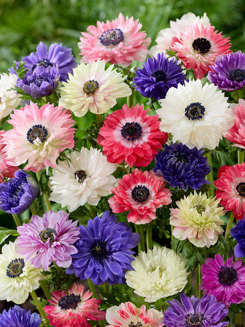 Anemone Fullstar Mischung zwiebeln kaufen