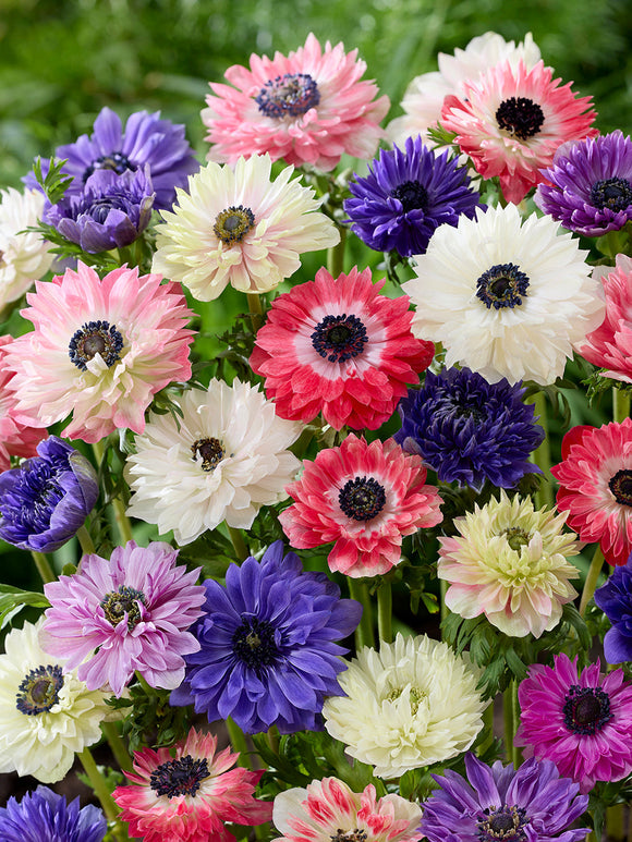 Anemone Fullstar Mischung zwiebeln kaufen