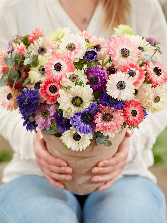 Anemone Fullstar Mischung bestellen