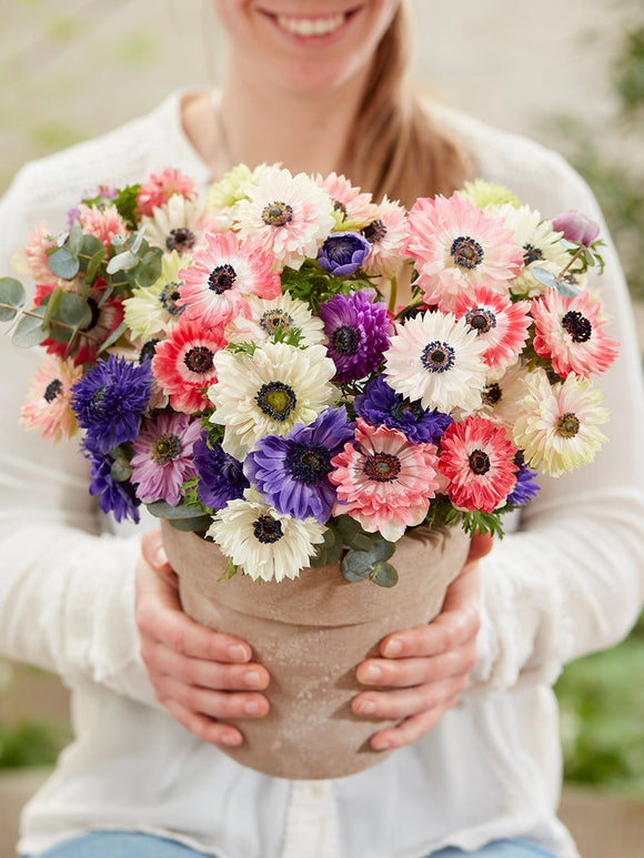 Anemone Fullstar Mischung Online Bestellen