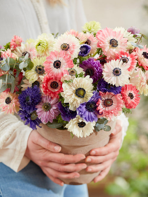 Anemone Blumenzwiebeln Fullstar Mischung