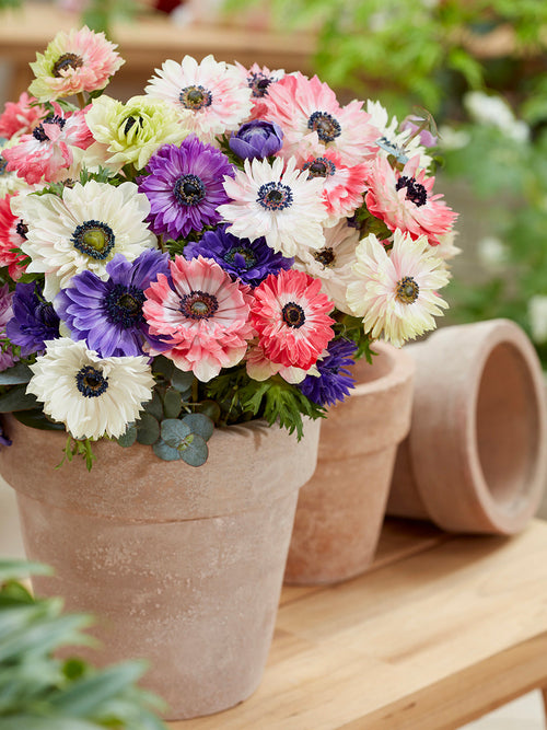 Anemone Blumenzwiebeln Fullstar Mix