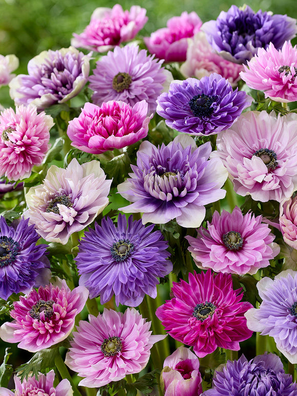 Kaufen Sie Anemone Fullstar Pastel Mischung, pflanzen und versenden Sie im Herbst