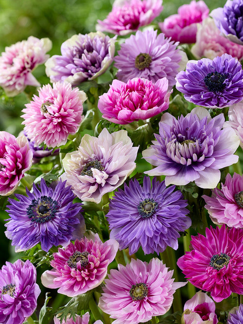 Anemone Blumenzwiebeln