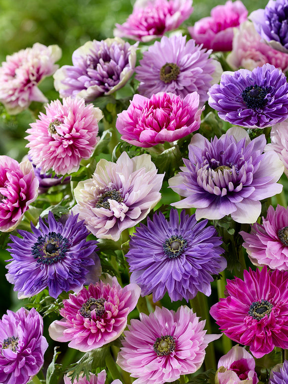 Anemone Blumenzwiebeln