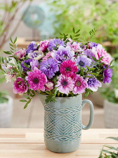 Kaufen Anemone Fullstar Pastel Mischung